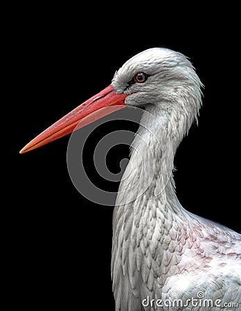 Portrait of an adult white stork - Nahaufnahme eines erwachsenen WeiÃŸstorches Ciconia ciconia Stock Photo